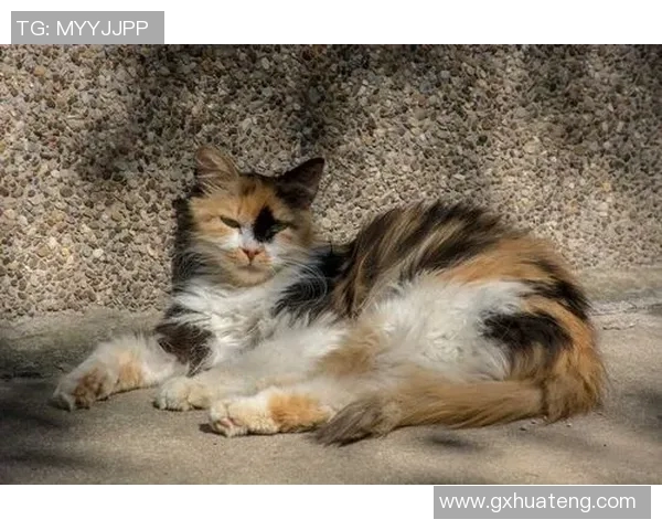 冰岛与捷克国际赛精彩对决谁将赢得这场足球盛宴